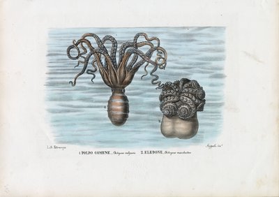 Common Octopus, 1863-79 by Raimundo Petraroja